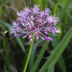 Zierlauch...... Sabine Schröder